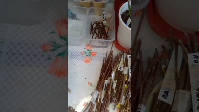 Гортензия. Черенкование. смотреть онлайн