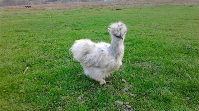 куры китайские Шелковые куры смотреть онлайн