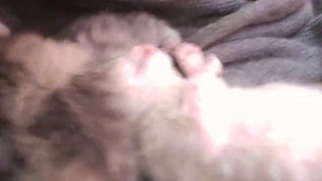 новорожденные котята смотреть онлайн