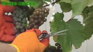 Зимостойкий, неукрывной  виноград Ла Креснт / La Crescent. Практика выращивания в Липецкой области