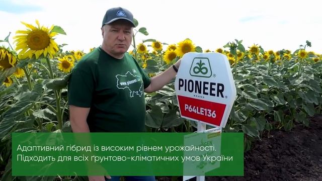Pioneer® П64ЛЕ136 – гібрид стійкий до НБР та 7 (A-G) рас вовчка, для технології ExpressSun® смотреть онлайн
