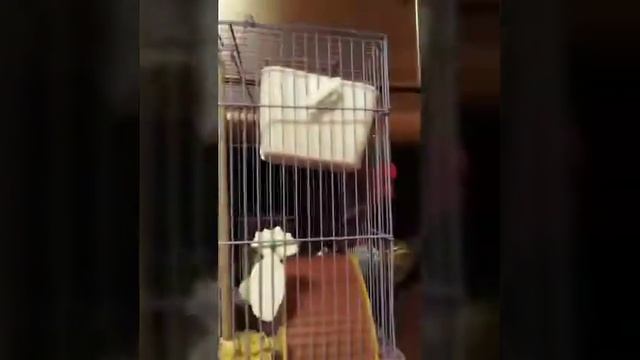 Что можно есть и что нельзя хомячку. Сирийский и джунгарский смотреть онлайн