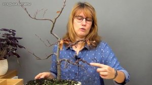 10.Бонсай из бука (ч.10).