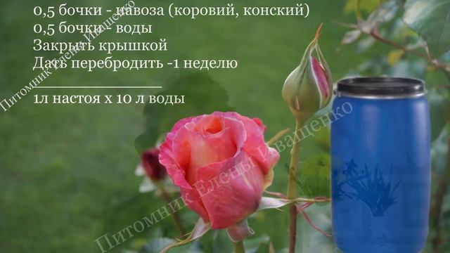 Схема кормления роз. Вводная часть -важность макроэлементов смотреть онлайн