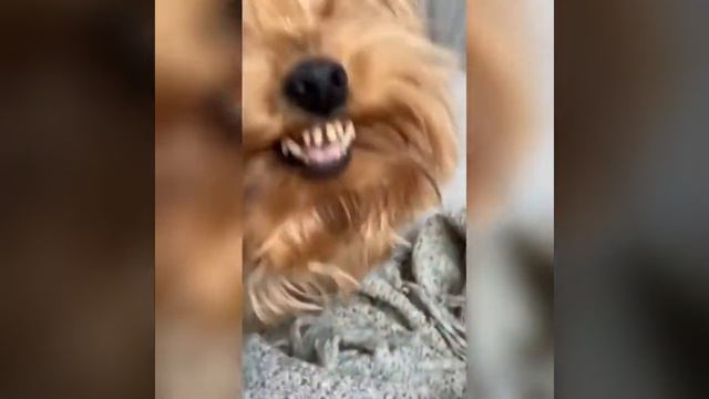 ЛУЧШИЕ ВАЙНЫ И ПРИКОЛЫ ТИК ТОК | Злой Пёс смотреть онлайн