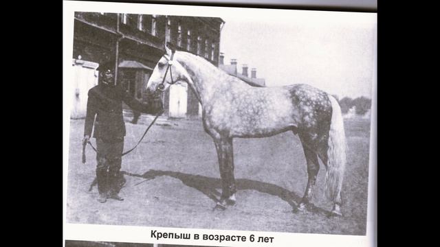 Крепыш лошадь столетия. Жизнь замечательных лошадей смотреть онлайн