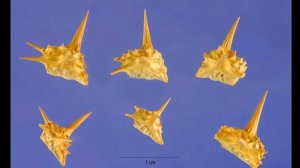 Как защитить велосипед от колючек, а также трещин на покрышках