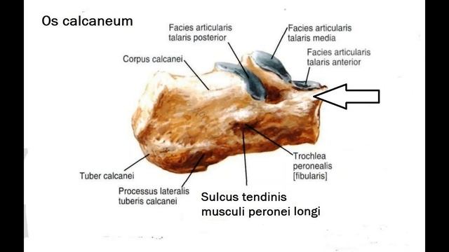 Короткий разгибатель большого пальца стопы Musculus extensor hallucis brevis смотреть онлайн
