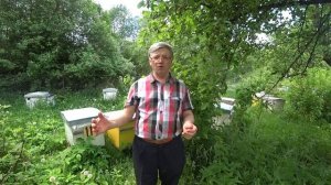 1  Почему мои пчёлы не роятся 2  Почему я оставляю один маточник? Пасека Лаврова.