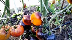 Томат Яркий самоцвет (Lucid Gem).