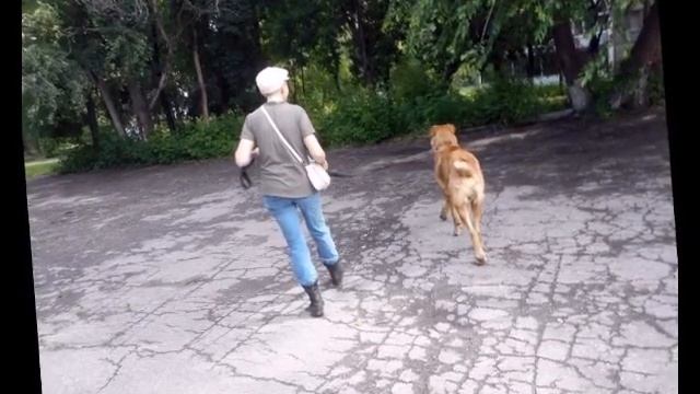 Сахар для лошади, хлеб для собаки