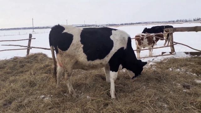 Еще одна малышка приехала в наше хозяйство. смотреть онлайн