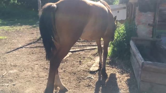 ГДЕ ТЕПЕРЬ ЕЗДИТЬ НА ЛОШАДИ. ЧТО СТАЛО С ПОЛЕМ ЛЮЦЕРНЫ КОТОРУЮ СКОСИЛИ. ЖИЗНЬ ПРОСТЫХ ЛЮДЕЙ смотреть онлайн