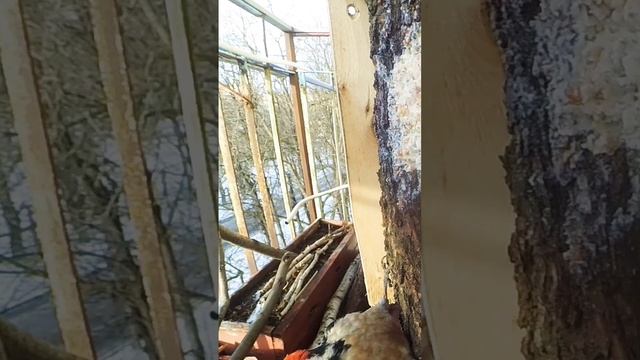 Сирийский дятел схватил орех / прикорм на балконе смотреть онлайн