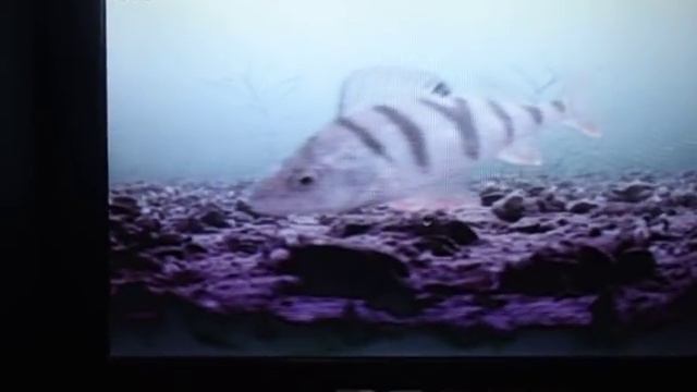 ПОДВОДНАЯ КАМЕРА. ХОТОМЛЯ ПОДО ЛЬДОМ смотреть онлайн