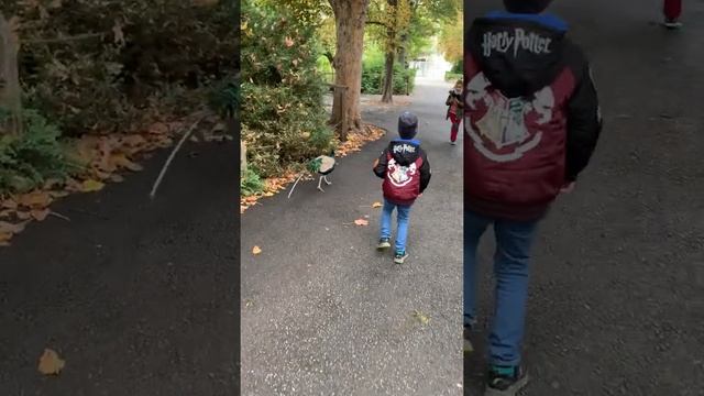 Илья копирует походку павлина в зоопарке в Праге, Чехия - октябрь 2021 смотреть онлайн