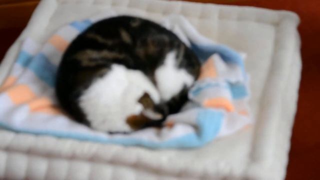Nikon D3100 kit 18-55 Video Test смотреть онлайн