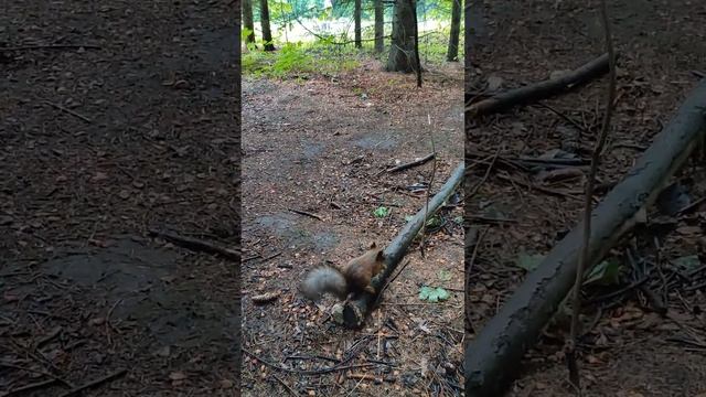 Белка меняет шубку к зиме смотреть онлайн