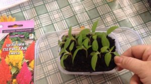 Эффектная Целозия от посева до пикировки.