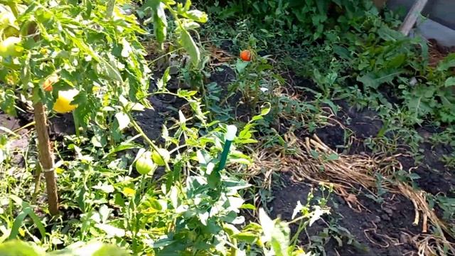 Я ДОМА,А ТУТ АВРАЛ. смотреть онлайн