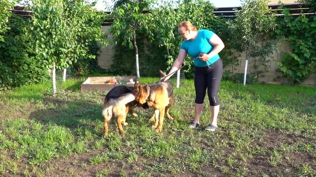 НЕВЕСТА С ХАРАКТЕРОМ. Немецкие овчарки Йорий и Грета. Одесса. смотреть онлайн