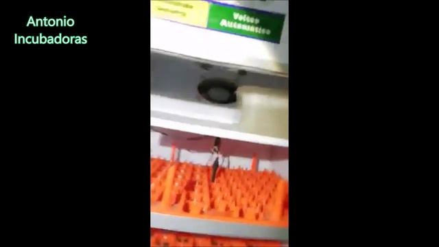 Incubadora para 1000 huevos смотреть онлайн