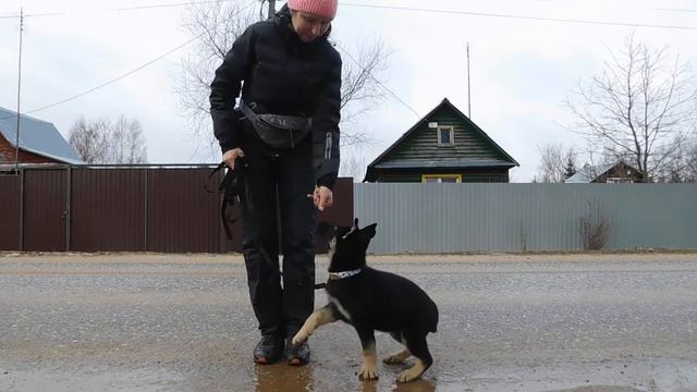 ВЕО щенок Астра МОН Ястрэмс Серый Волк 2 мес 10 дней смотреть онлайн