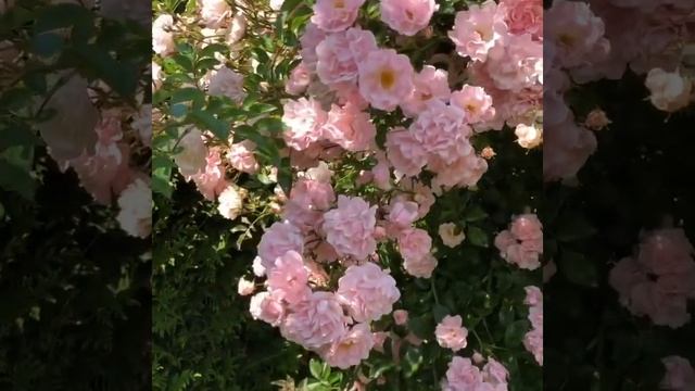 Плетистая роза Rosenholm (Розенхольм). Розовая кружевная пена! смотреть онлайн