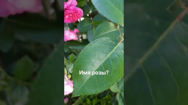 Подскажите пожалуйста имя розы ? смотреть онлайн