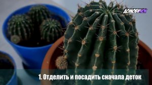 Пересадка КАКТУСА и Его РАЗМНОЖЕНИЕ - Как Пересадить Кактус