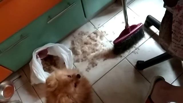 Стрижка шпица дома смотреть онлайн