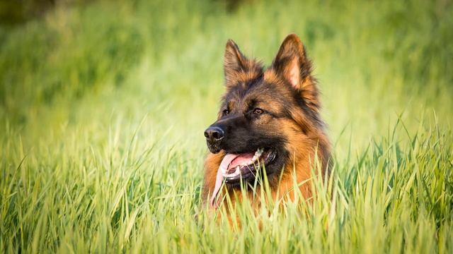 Звуки собак (Быстрое дыхание собаки) | (15 Секунд) смотреть онлайн
