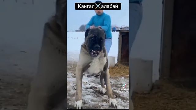 кангал⚔️Алабай! Ты за кого? смотреть онлайн