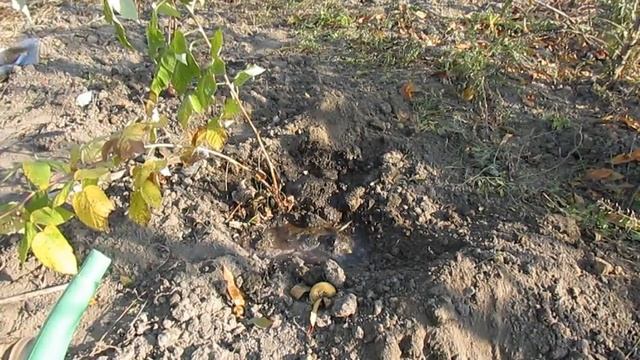 Посадка ремонтантной малины осенью: мой опыт (Джоан Джей) смотреть онлайн