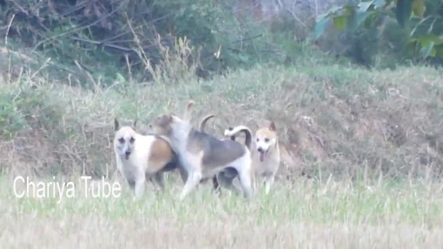 Awesome Summer Ruraldogs!! Australian Shepherd, Pembroke Welsh Corgi, Boston Terrier Part 02 смотреть онлайн