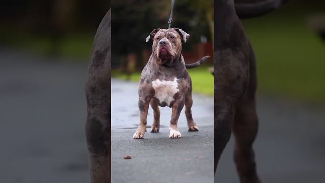 Dogs смотреть онлайн