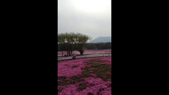 paradise in eden! bed flowers of moss phlox (shibasakura) @mt.fuji 2014/05/20 смотреть онлайн