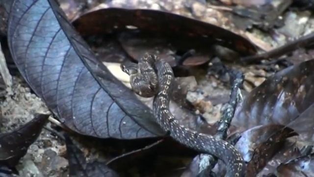 Sinharaja Forest Reserve - Sri Lanka смотреть онлайн