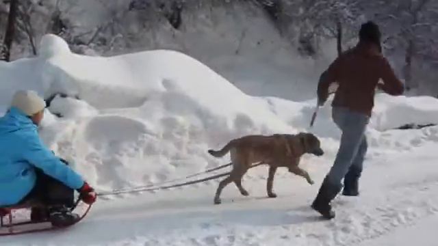 Малинуа Ворон Мангуст Бетрей смотреть онлайн
