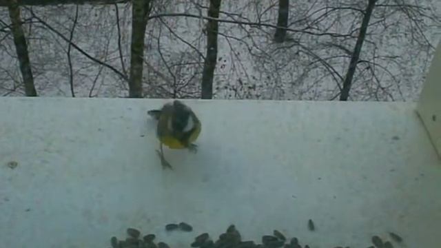 Синицы и семечки смотреть онлайн