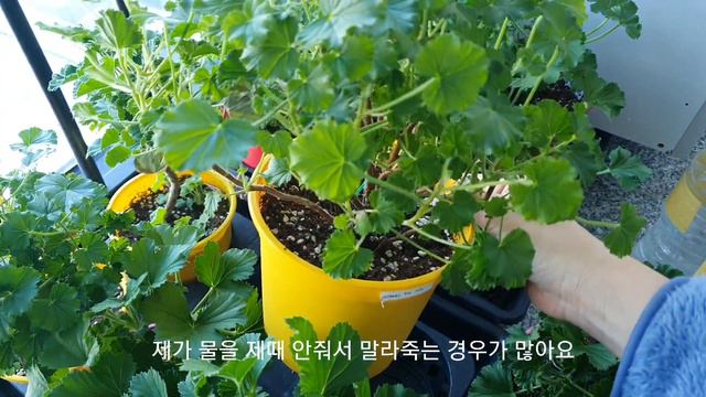 2월 확장형거실 가드닝/ 옥상 리갈계제라늄근황 смотреть онлайн