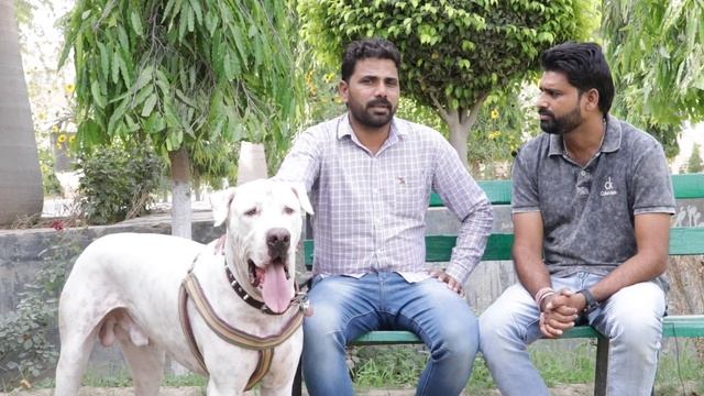 PARDHAN BULLY KUTTA BULLY DOG смотреть онлайн