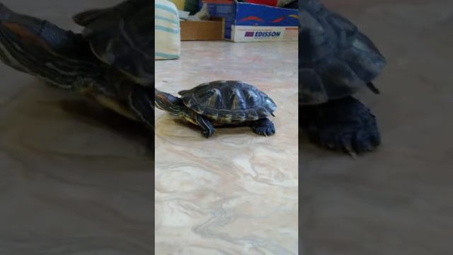 Давно просили моя черепаха смотреть онлайн