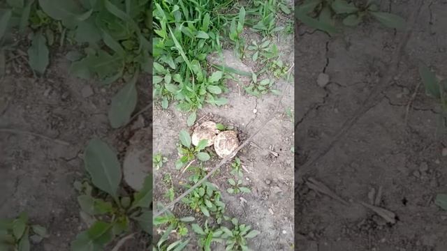 РЕБЯТА что это за грибы #shots Как похудеть навсегда дома без диет и голодовок смотреть онлайн