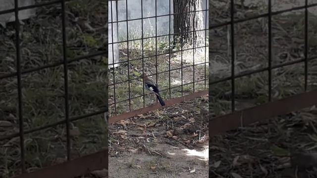 Уже птицы и в городе" Сойка". Людей меньше на улицах. смотреть онлайн