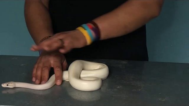 What’s the Difference? - Albino vs White Leucistic Snakes смотреть онлайн