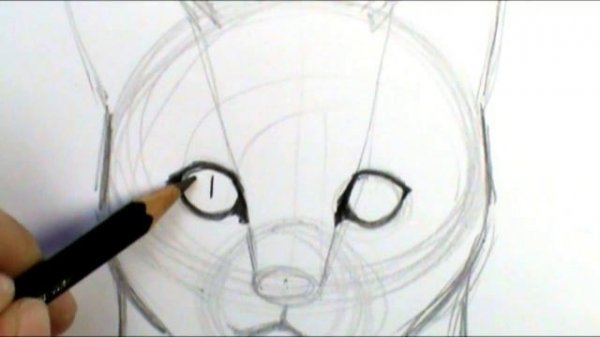 How to draw a cat face