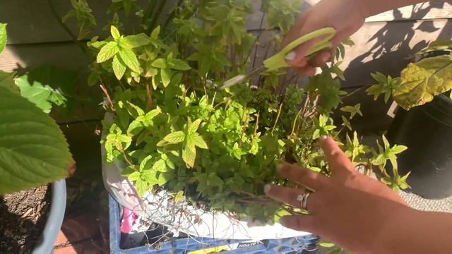 Basic Routine Of A #Gardener #Plants #vegetable #Succulents #Garden #summervibes