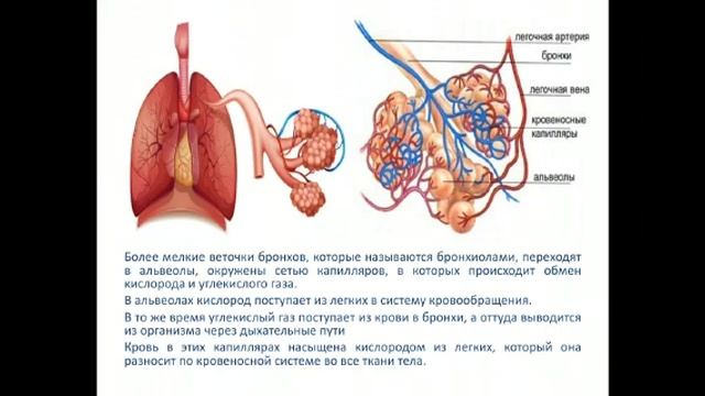 10 класс.Влиние соотношения площади поверхность к обьему на скорость диффузии смотреть онлайн