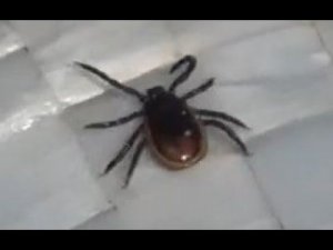 Энцефалитный КЛЕЩ действие ПЕПЛА на КЛЕЩА - ЗАЩИТА от КЛЕЩА на Рыбалке Охоте в Походе в Тайге в Лесу